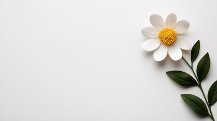 A beautiful white flower with a yellow center rests elegantly against a clean, white background, perfect for minimalistic designs.