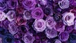 © chutikan - High angle view of purple roses in full bloom, scattered across the ground.