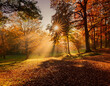 © fotoluigi868 - Autumn landscape with trees and sunlight rays, capturing the warm glow of the fall season. _1(88)