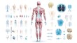 © sakareeya - Detailed illustration of human anatomy showcasing muscles, organs, and systems for educational and medical purposes.