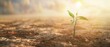 © Ai Studio - A small green plant sprouting from dry, cracked soil, bathed in warm sunlight, symbolizing hope, resilience, and new beginnings.