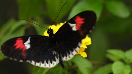 Wall Mural - Red postman, heliconius melpomene cythera from Mexico , in nature habitat. Nice insect from Costa Rica in the green forest. Butterfly sitting on the leave from Panama. Heliconius melpomene, nature.