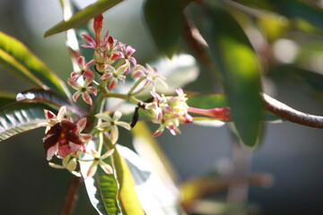 Flower in the garden outdoor