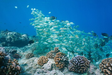 Wall Mural - School of fish (convict tang) with coral underwater in the Pacific ocean, natural scene, Rangiroa, Tuamotus, French Polynesia