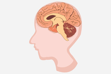 Wall Mural - cross section of human brain, head and brain side view. eps 10. white background