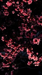 Poster - Pink cherry blossoms bloom against a dark background.