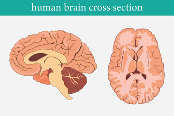 Wall Mural - cross section of human brain, side view. eps 10.