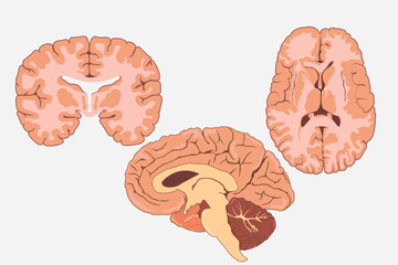 Wall Mural - cross section of human brain, side view and front view. eps 10. white background