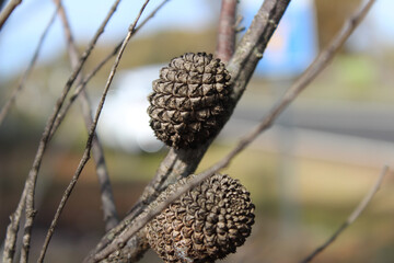  Seed Pods