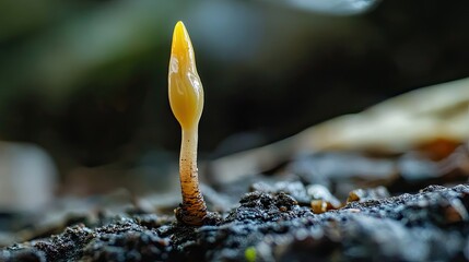 Canvas Print - A close-up of a mangrove seed germinating.