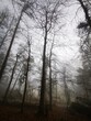 © MM_Vision - Forest in dense fog, Foggy trees like scary dancing ghosts. Lonely. Disappearing in thick mist. Spooky landscape, frightening deformations. Halloween, Bad Zwesten, Hesse, Germany, European. Melancholy