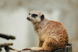 Cute meercat looking into space, thinking