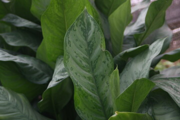 leaves