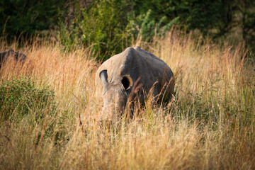 Inquisitive White Rhino baby and mother walking in an open bushveld with long grass, endangered species . Taken during a game safari drive in Pilansberg nature reserve