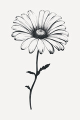 Poster - Black and white daisy illustration