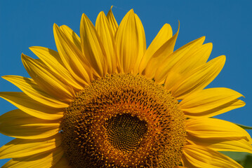 Wall Mural - Blooming sunflower flower against blue sky, close-up.