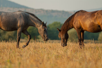 one pair of horses grazing in a meadow, countryside.