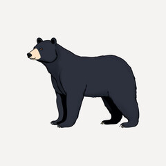 Sticker - Black bear illustration nature wildlife