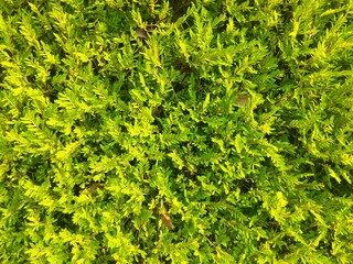 An overhead view of lush, vibrant green plants with small, densely packed leaves. The image captures the natural beauty of the fresh foliage, ideal for a nature-themed background.