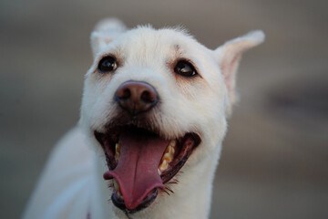 Portrait of a white dog with open mouth and tongue out.