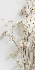 Wall Mural - White Flowers on White Background