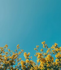 Wall Mural - Yellow Flowers Against a Blue Sky