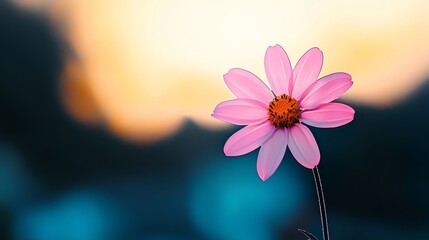  A tight shot of a pink blossom against a soft, indistinct backdrop of the sun in the sky