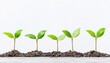 © Lightgeo - A series of young green plants sprouting from soil, symbolizing growth, new beginnings, and environmental sustainability.