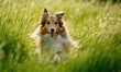 © TheoTheWizard - Collie running through a meadow, vibrant green grass