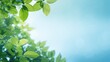 A dark, elegant background featuring green leaves that outline the borders of the frame, leaving a crisp white space in the middle.