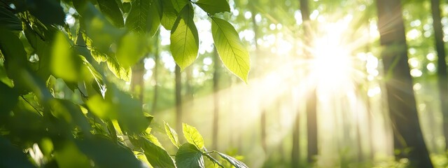  The sun illuminates bamboo leaves in a sun-kissed bamboo forest