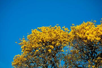 The symbol tree of Brazil, the yellow ipê (Handroanthus albus), blooms in September