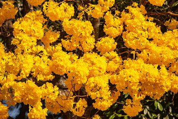 The symbol tree of Brazil, the yellow ipê (Handroanthus albus), blooms in September