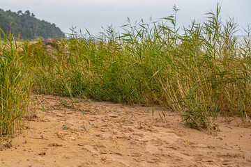 A sandy beach path lined with tall grasses sways gently in the breeze. The scene is calm and natural, with the soft sand leading towards a distant forest in the background