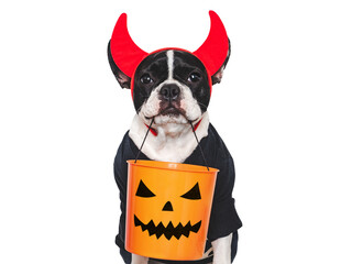 Wall Mural - Happy Halloween. Charming puppy and Halloween costume. Isolated background. Close-up, indoors. Studio shot. Congratulations for family, relatives, loved ones, friends, colleagues. Pet care concept