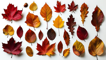 Autumn's rich colors of deep red to golden yellow leaves displayed against a white backdrop.