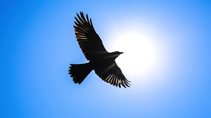 Wall Mural - Silhouette of a bird's shadow soaring across a bright blue sky, symbolizing freedom and the ethereal beauty of flight in the natural world.