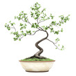 © teera - A beautiful bonsai tree with lush green leaves, showcasing intricate twisting stems and serene beauty in a decorative pot.