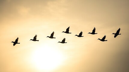 Canvas Print - Silhouette of a flock of birds flying in formation across the sky