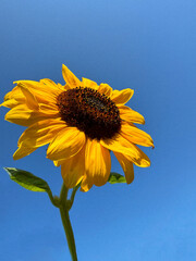 sunflower yellow flower on blue sky