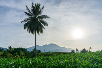 indonesia beauty landscape paddy fields in north bengkulu natural beautiful morning view from Indonesia of mountains and tropical forest