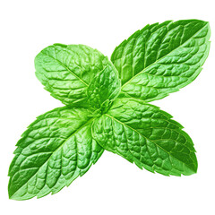 Fresh green mint leaf 