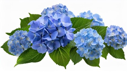 Wall Mural - vibrant blue hydrangeas with large green leaves isolated on transparent background