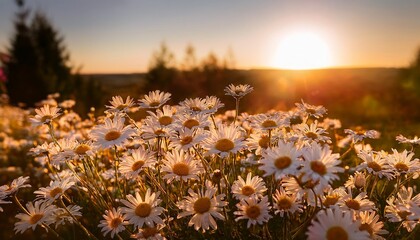 Wall Mural - daisies catching the last rays of the setting sun their petals casting long shadows and creating a warm and serene atmosphere