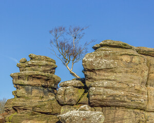 A lone tree clings on to life in the towering millstone grit rocks in the Yorkshire beauty spot Brimham Rocks near Harrogate