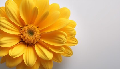 Wall Mural - bright yellow flower with wide petals against a plain background