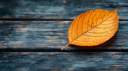 Single autumn leaf on rustic wooden background, nature detail. Seasonal change and tranquility concept