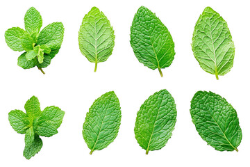 Mint leaves, cutout. Fresh mint leaves. Transparent.