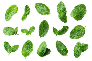 Mint leaves, cutout. Fresh mint leaves. Transparent.