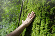 © Carpentry - A man's hand touch the tree trunk. Caring for the environment. The ecology concept of saving the world.